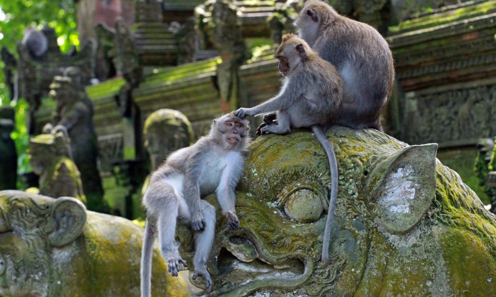 Monkey Forest Ubud